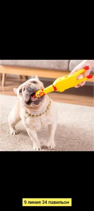 Миниатюра 5