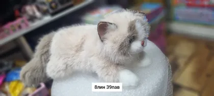 Миниатюра 2