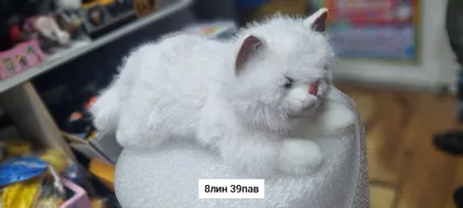 Миниатюра 7