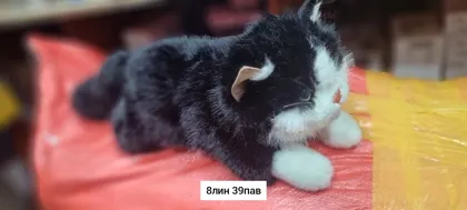 Миниатюра 8